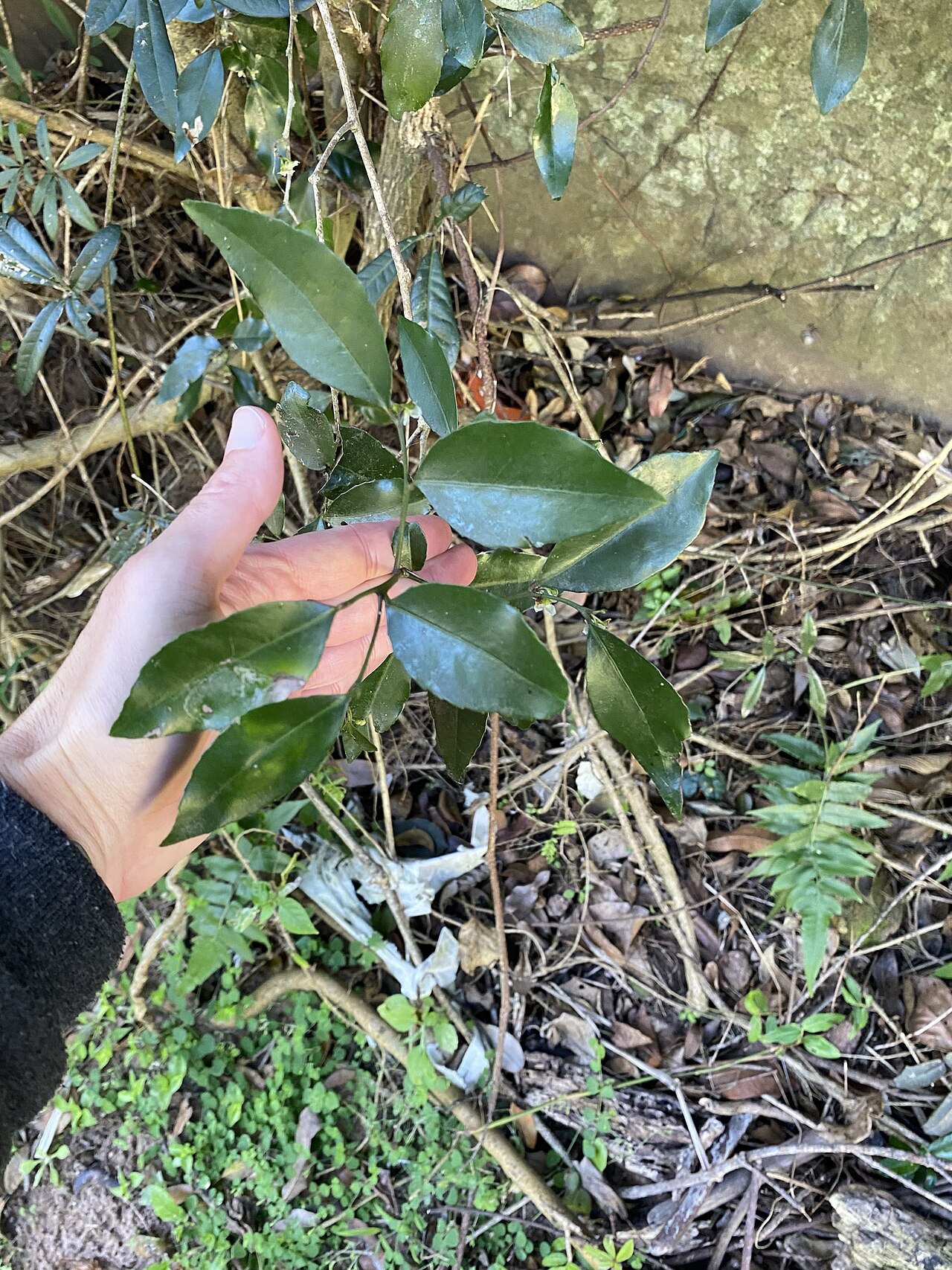 Maytenus abbottii: Pondo Silkybark ( Maytenus abbottii ) in South Africa