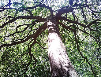 Maytenus acuminata: Maytenus tree. Western Cape. South Africa.