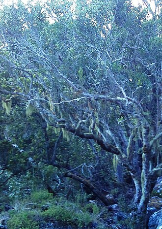 Maytenus acuminata: Weathered Sybas tree on scree slope. Table Mountain.