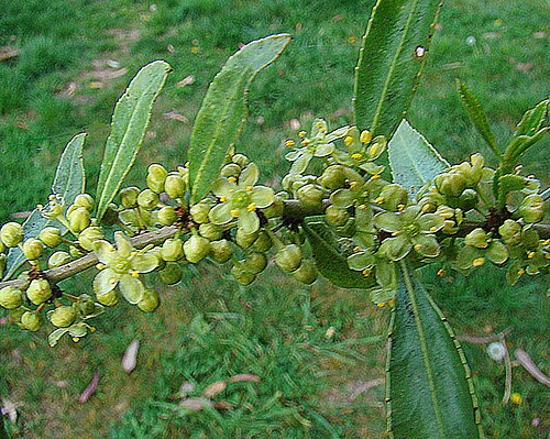 Mayten: Known in Chile as Maiten. In context at www.dixpix.ca/sth_cordillera/flora/misc_trees/index.html