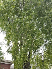 Mayten (Maytenus boaria)