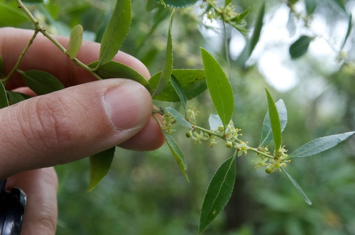 Mayten (Maytenus boaria)