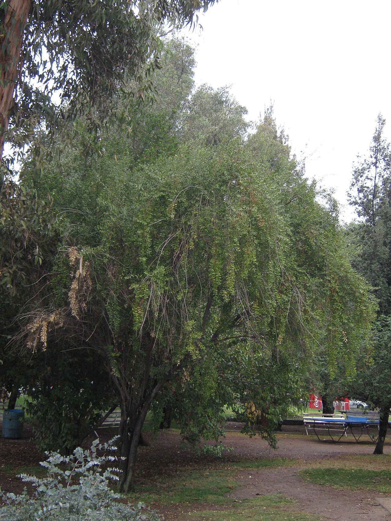 Mayten: Maytenus boaria ex hortus Campus sn. Joaquín P. U. Católica de Chile, Santiago
