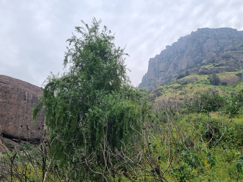 Mayten (Maytenus boaria)