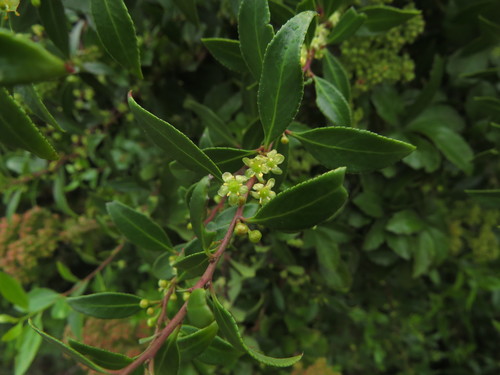 Mayten (Maytenus boaria)