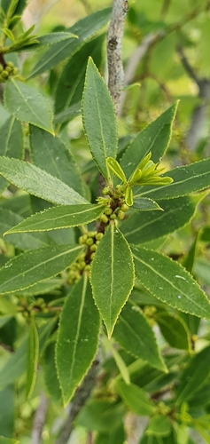 Mayten (Maytenus boaria)