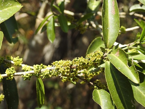 Maytenus chiapensis (Maytenus chiapensis)
