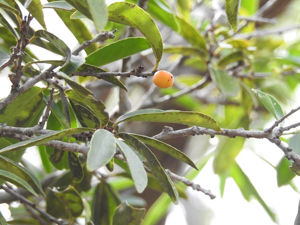Maytenus chiapensis (Maytenus chiapensis)