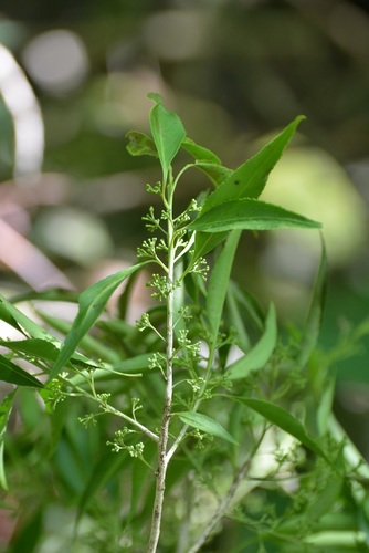 Maytenus chiapensis (Maytenus chiapensis)