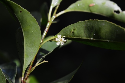 Maytenus chiapensis (Maytenus chiapensis)