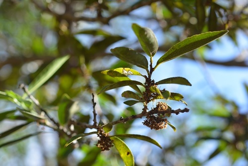 Maytenus chiapensis (Maytenus chiapensis)
