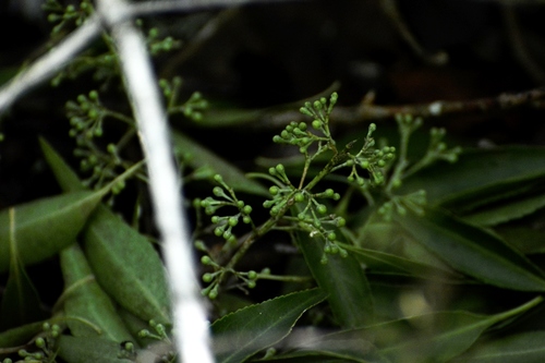 Maytenus chiapensis (Maytenus chiapensis)