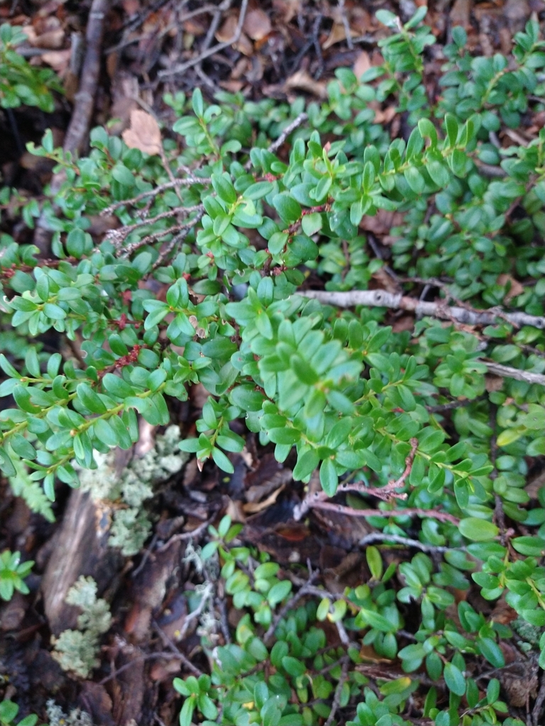 Maytenus disticha (Maytenus disticha)