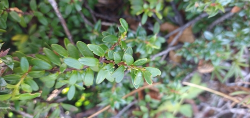 Maytenus disticha (Maytenus disticha)