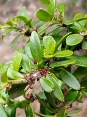 Maytenus disticha (Maytenus disticha)