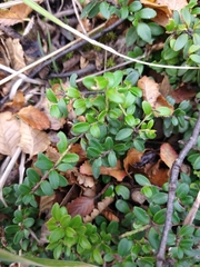 Maytenus disticha (Maytenus disticha)