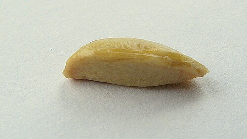 Maytenus distichophylla: Maytenus distichophylla Mart. ex Reissek