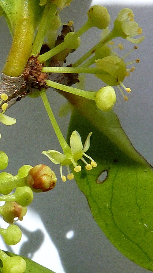 Maytenus distichophylla: Maytenus distichophylla Mart. ex Reissek