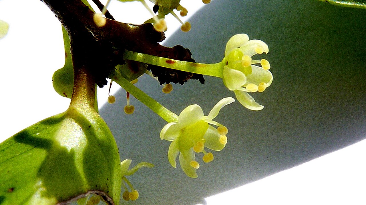 Maytenus distichophylla: Maytenus distichophylla Mart. ex Reissek