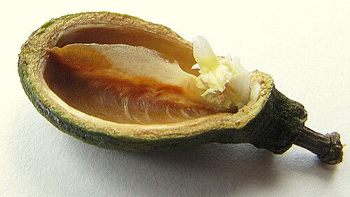 Maytenus distichophylla: Maytenus distichophylla Mart. ex Reissek