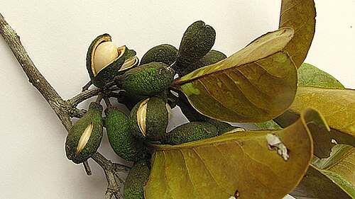 Maytenus distichophylla: Maytenus distichophylla Mart. ex Reissek