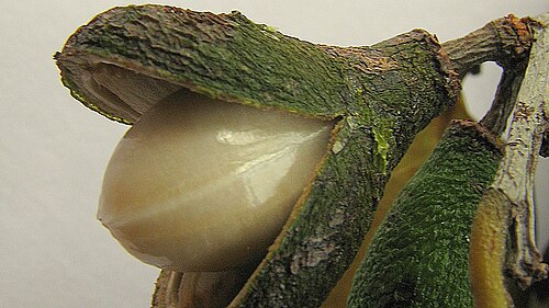Maytenus distichophylla: Maytenus distichophylla Mart. ex Reissek
