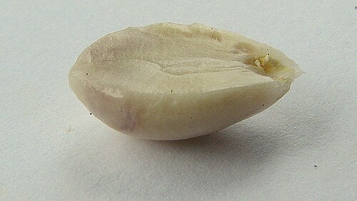 Maytenus distichophylla: Maytenus distichophylla Mart. ex Reissek