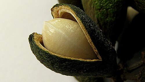 Maytenus distichophylla: Maytenus distichophylla Mart. ex Reissek