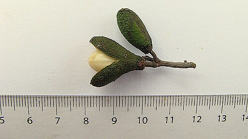 Maytenus distichophylla: Maytenus distichophylla Mart. ex Reissek