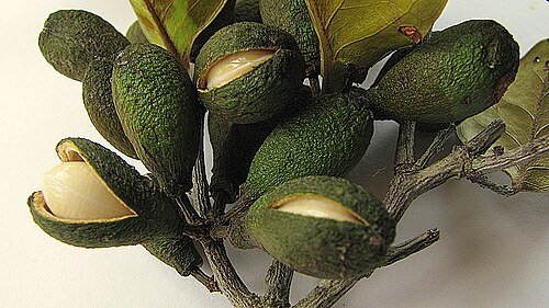 Maytenus distichophylla: Maytenus distichophylla Mart. ex Reissek