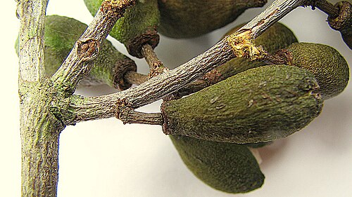 Maytenus distichophylla: Maytenus distichophylla Mart. ex Reissek