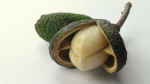 Maytenus distichophylla: Species endemic to Bahia, Brazil.