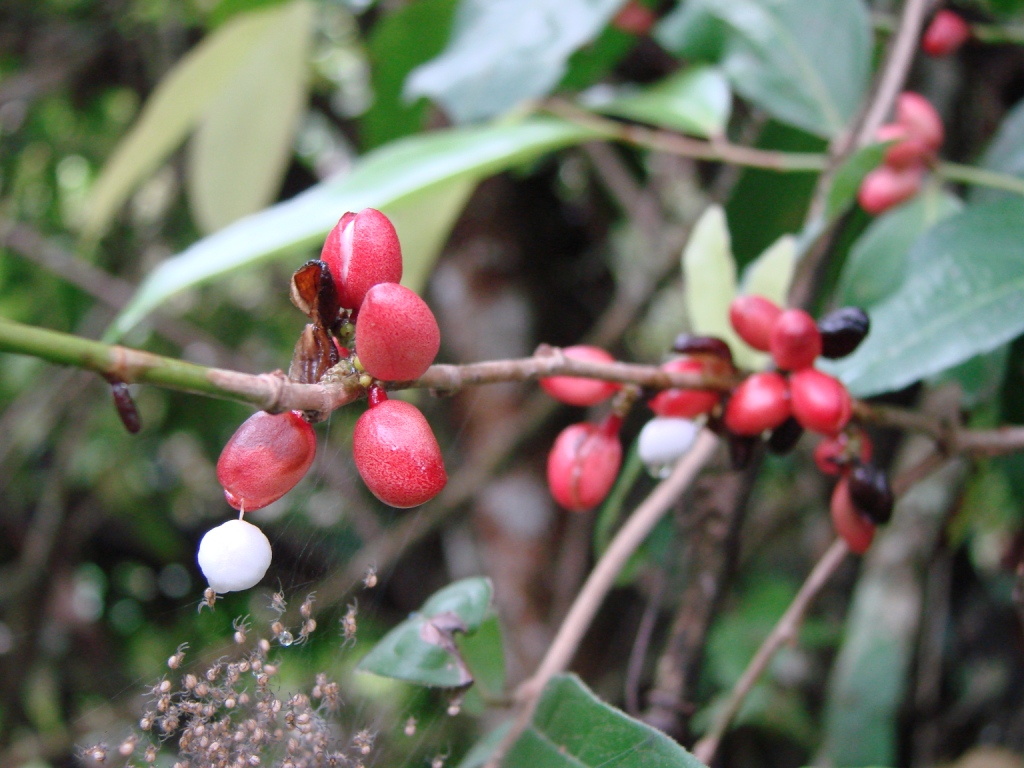 Maytenus gonoclados: Maytenus robusta Reissek - CELASTRACEAE - Área de Relevante Interesse Ecológico do Riacho Fundo - Brasília - Distrito Federal - Brasil.