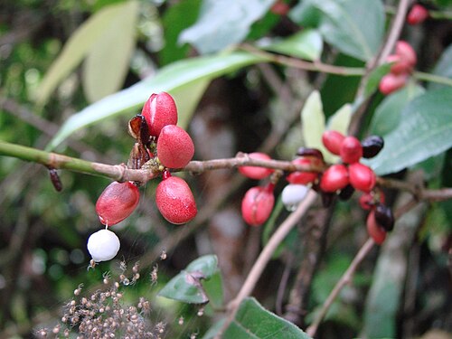 Maytenus gonoclados: Maytenus robusta Reissek - CELASTRACEAE - Área de Relevante Interesse Ecológico do Riacho Fundo - Brasília - Distrito Federal - Brasil.