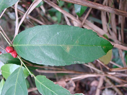 Maytenus gonoclados: Maytenus robusta Reissek - CELASTRACEAE - Área de Relevante Interesse Ecológico do Riacho Fundo - Brasília - Distrito Federal - Brasil.