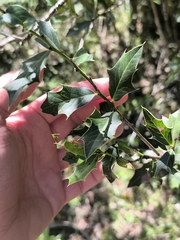 Maytenus ilicifolia (Maytenus ilicifolia)
