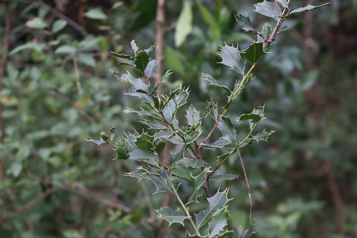 Maytenus ilicifolia (Maytenus ilicifolia)