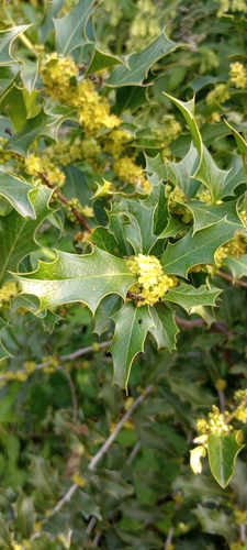 Maytenus ilicifolia (Maytenus ilicifolia)