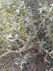 Maytenus ilicifolia (Maytenus ilicifolia)