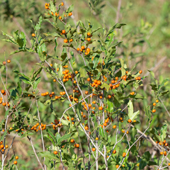 Maytenus ilicifolia (Maytenus ilicifolia)