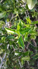 Maytenus ilicifolia (Maytenus ilicifolia)