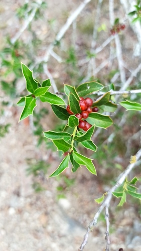 Maytenus ilicifolia (Maytenus ilicifolia)