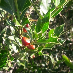 Maytenus ilicifolia (Maytenus ilicifolia)