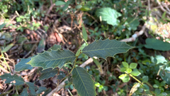 Maytenus ilicifolia (Maytenus ilicifolia)