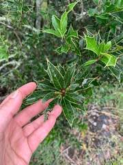 Maytenus ilicifolia (Maytenus ilicifolia)