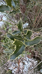 Maytenus ilicifolia (Maytenus ilicifolia)