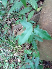 Maytenus ilicifolia (Maytenus ilicifolia)