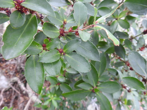 Maytenus magellanica (Maytenus magellanica)