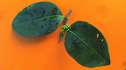 Maytenus obtusifolia: Maytenus obtusifolia Mart.