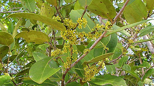 Maytenus obtusifolia: Maytenus obtusifolia Mart.
